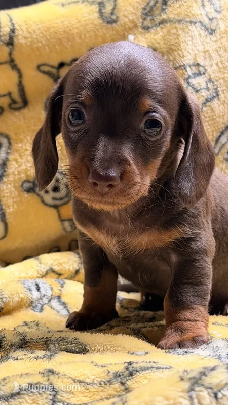 Hunny’s girl  – Miniature Dachshund puppy for sale in Pittsburg, TX