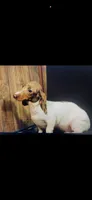 Hunny’s girl , a female Miniature Dachshund for sale in Pittsburg, TX – 6 of 8