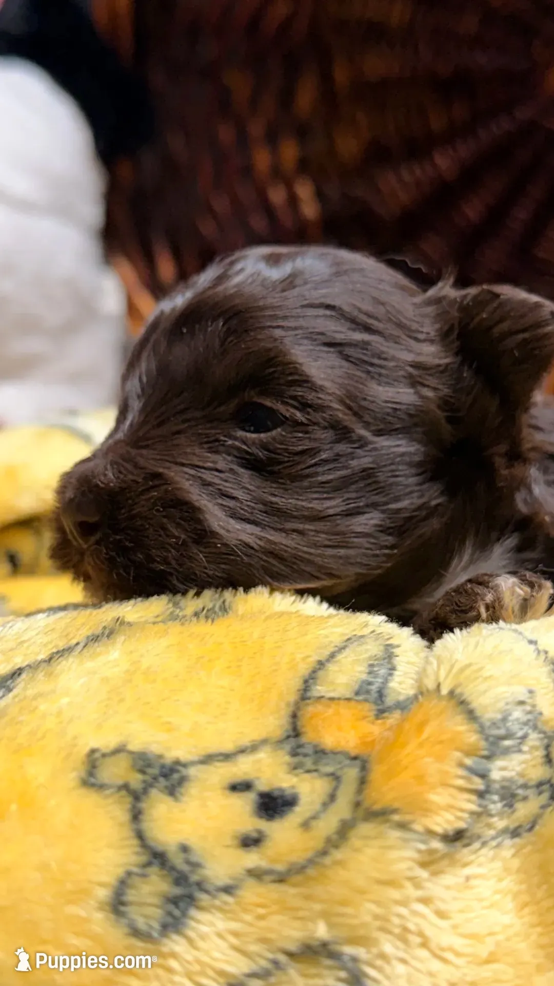 Lucy’s girl , a female Miniature Schnauzer for sale in Pittsburg, TX – 5 of 9