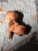 Hunny’s boy #2 , a male Miniature Dachshund for sale in Pittsburg, TX – 6 of 7