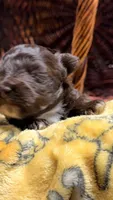 Lucy’s girl , a female Miniature Schnauzer for sale in Pittsburg, TX – 7 of 9