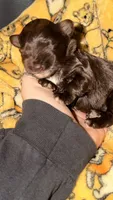 Lucy’s girl , a female Miniature Schnauzer for sale in Pittsburg, TX – 3 of 9