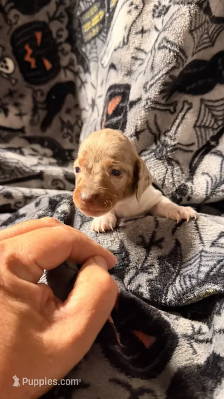Hunny’s boy #1  – Miniature Dachshund puppy for sale in Pittsburg, TX