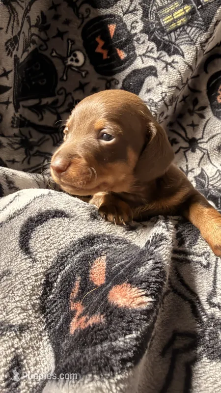Hunny’s girl  – Miniature Dachshund puppy for sale in Pittsburg, TX