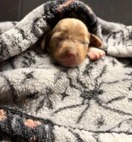Hunny’s boy #1 , a male Miniature Dachshund for sale in Pittsburg, TX – 2 of 6