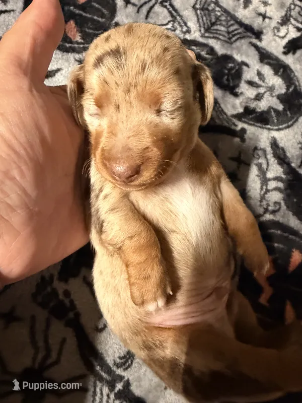 Hunny’s boy #2  – Miniature Dachshund puppy for sale in Pittsburg, TX