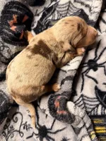 Hunny’s boy #2 , a male Miniature Dachshund for sale in Pittsburg, TX – 3 of 7