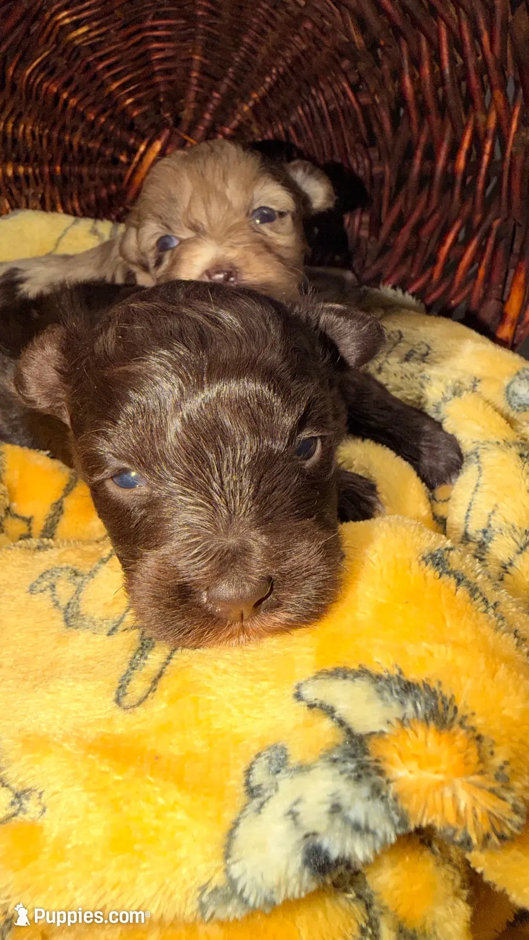 Lucy’s girl , a female Miniature Schnauzer for sale in Pittsburg, TX – 6 of 9