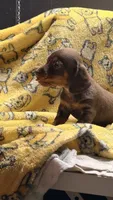 Hunny’s girl , a female Miniature Dachshund for sale in Pittsburg, TX – 6 of 8