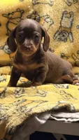 Hunny’s girl , a female Miniature Dachshund for sale in Pittsburg, TX – 2 of 8
