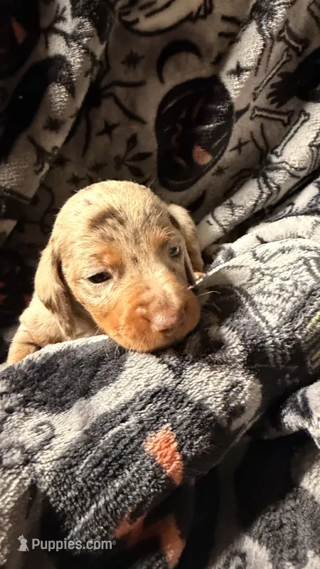 Hunny’s boy #2  – Miniature Dachshund puppy for sale in Pittsburg, TX