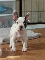 Frenchie Bully- Male, a male French Bulldog and American Bully for sale in South Charleston, OH – 2 of 6