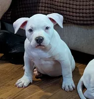 American Bully- 2 LEFT, a male American Bully for sale in South Charleston, OH – 2 of 3