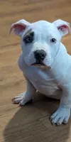 American Bully- 2 LEFT, a male American Bully for sale in South Charleston, OH – 3 of 3