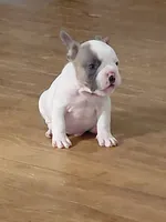 Frenchie Bully- Male, a male French Bulldog and American Bully for sale in South Charleston, OH – 5 of 6