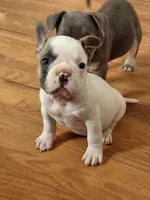 Frenchie Bully- Male, a male French Bulldog and American Bully for sale in South Charleston, OH – 1 of 6