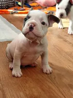 Frenchie Bully- Male, a male French Bulldog and American Bully for sale in South Charleston, OH – 3 of 6