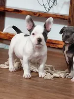 Frenchie Bully- Male, a male French Bulldog and American Bully for sale in South Charleston, OH – 4 of 6