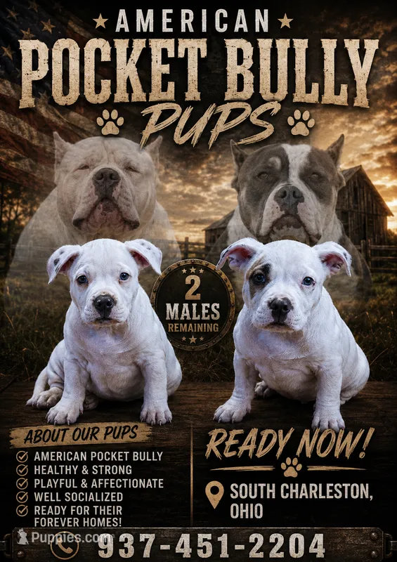 American Bully- 2 LEFT – American Bully puppy for sale in South Charleston, OH