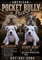 American Bully- 2 LEFT, a male American Bully for sale in South Charleston, OH – 1 of 3