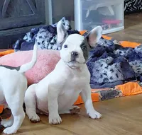 Frenchie Bully- Male, a male French Bulldog and American Bully for sale in South Charleston, OH – 6 of 6