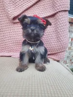 Teacup Coco, a female Yorkshire Terrier for sale in Mckinney, TX – 2 of 3