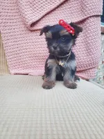 Teacup Coco, a female Yorkshire Terrier for sale in Mckinney, TX – 3 of 3