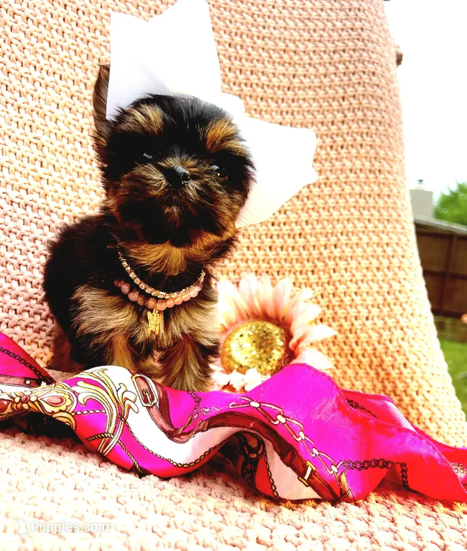 Teacup Coco – Yorkshire Terrier puppy for sale in Mckinney, TX