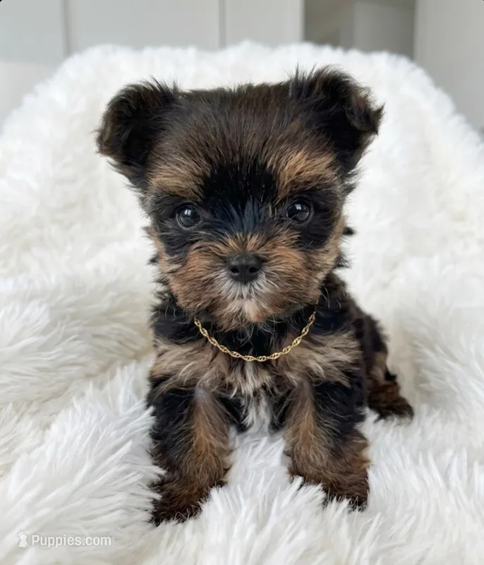 Lil' Hunk🤎 – Yorkshire Terrier puppy for sale in Mckinney, TX