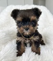 Lil' Hunk🤎, a male Yorkshire Terrier for sale in Mckinney, TX – 1 of 3