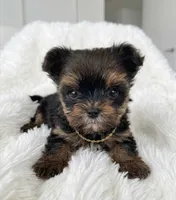 Lil' Hunk🤎, a male Yorkshire Terrier for sale in Mckinney, TX – 2 of 3