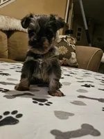 Phantom (of the Opera), a male Miniature Schnauzer for sale in El Paso, TX – Photo 6 of 10