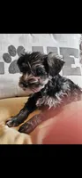 Phantom (of the Opera), a male Miniature Schnauzer for sale in El Paso, TX – Photo 4 of 10