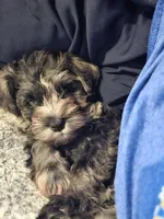Phantom (of the Opera), a male Miniature Schnauzer for sale in El Paso, TX – Photo 7 of 10