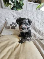 Phantom (of the Opera), a male Miniature Schnauzer for sale in El Paso, TX – Photo 10 of 10