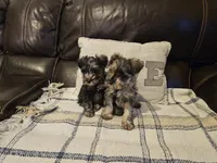 Phantom (of the Opera), a male Miniature Schnauzer for sale in El Paso, TX – Photo 9 of 10