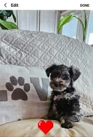 Phantom (of the Opera), a male Miniature Schnauzer for sale in El Paso, TX – Photo 2 of 10