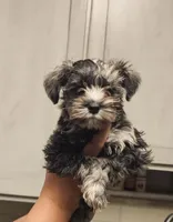 Phantom (of the Opera), a male Miniature Schnauzer for sale in El Paso, TX – Photo 1 of 10