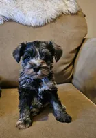 Phantom (of the Opera), a male Miniature Schnauzer for sale in El Paso, TX – Photo 5 of 10