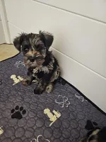 Phantom (of the Opera), a male Miniature Schnauzer for sale in El Paso, TX – Photo 8 of 10
