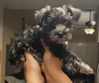 Phantom (of the Opera), a male Miniature Schnauzer for sale in El Paso, TX – Photo 3 of 10