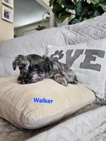 Walker, a male Miniature Schnauzer for sale in El Paso, TX – Photo 4 of 5