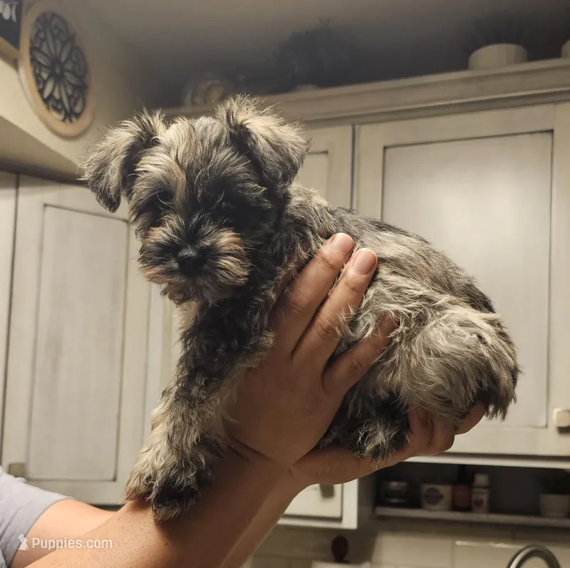 Walker – Miniature Schnauzer puppy for sale in El Paso, TX