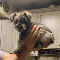 Walker, a male Miniature Schnauzer for sale in El Paso, TX – Photo 1 of 5