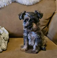 Walker, a male Miniature Schnauzer for sale in El Paso, TX – Photo 5 of 5