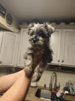 Walker, a male Miniature Schnauzer for sale in El Paso, TX – Photo 2 of 5