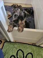 Walker, a male Miniature Schnauzer for sale in El Paso, TX – Photo 3 of 5