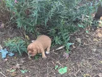 Caramel, a male Cavalier King Charles Spaniel for sale in Farmville, VA – 6 of 7