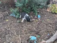 Twila, a female Australian Shepherd and Border Collie for sale in Farmville, VA – 4 of 5
