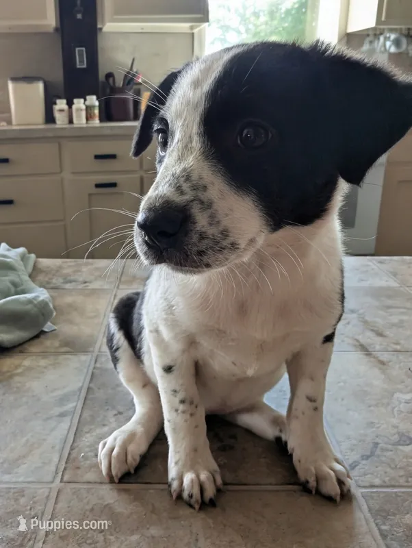 Taffy – Australian Shepherd, Border Collie puppy for sale in Farmville, VA
